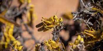 Panic as Desert Locusts finally reach Uganda