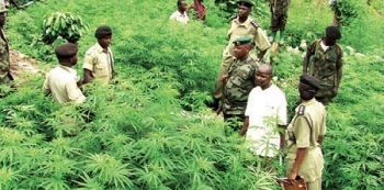 38 Rounded up in Masaka as Police Cracks down on Drug users