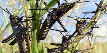 Fear as New Swarm of Desert Locusts enters Uganda from Kenya