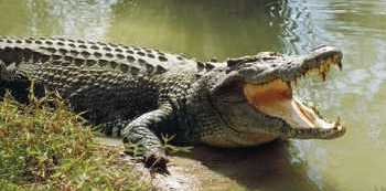 Police Marines, residents hunt for crocodile which killed boy in Mayuge district