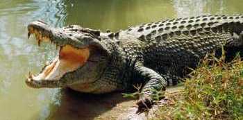 Body parts of teenager who was mauled by crocodile in Mayuge retrieved