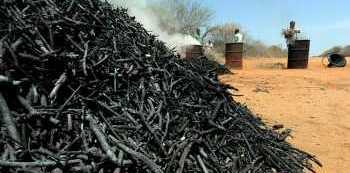 NFA to auction 490 bags of Charcoal impounded in Acholi Sub-Region 