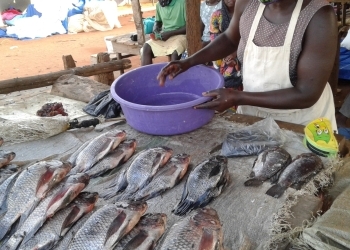 Inspectorate of Government reiterates call for sacking of Amuru District Fisheries Officer