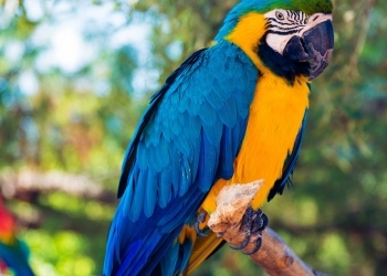 Congolese National convicted for possession of parrots