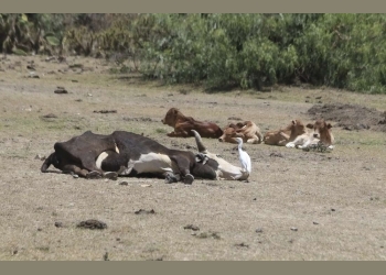 One person, 10 cows dead following Anthrax disease outbreak in Bududa District