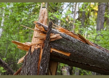 Falling tree kills mother and her child in Kagadi
