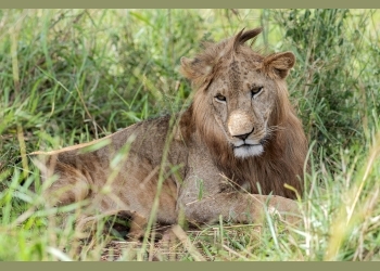 Adwir Residents living in fear as suspected lion roams free in their village