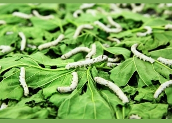 House committee throws weight behind revival of silkworm project