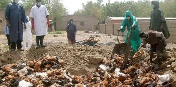 950 Wild birds die of bird flu - Statement