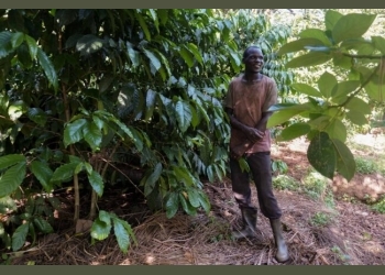 Cash crop strategy to boost agriculture in Northern Uganda