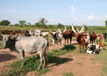 PM directs minister on Foot and Mouth Disease in Ntugamo District