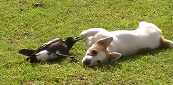 Video &mdash; Magpie Bird And Dog Best Friends and Just Can't Stop Playing