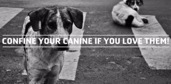 Confine Your Dogs Or They Will Killed &mdash; KCCA Warns.