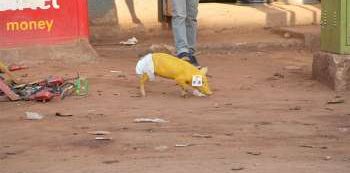 They are back; Yellow Piglets dropped in Jinja Town