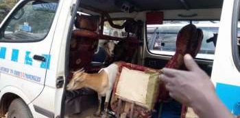 Drama as police intercepts taxi carrying 15 goats in Kampala