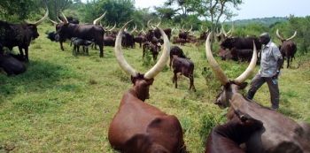 Museveni Calms Cattle Keepers in Kiruhura over drug resistant ticks