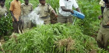 Mbale Police launches Crackdown on Marijuana Dealers