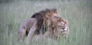 Shocker! Two GAY Lions Caught On Camera Banging— Photos