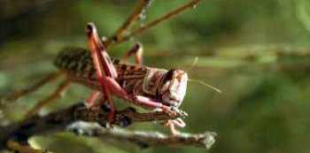 Toothless Locusts? Minister Bamulangaki says there is no significant damage caused to Vegetation