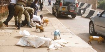 FDC party Colors Feature in the new Piglets Saga at Parliament