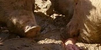 Farmer Eaten Alive By Her Pigs After She Collapsed While Feeding Them