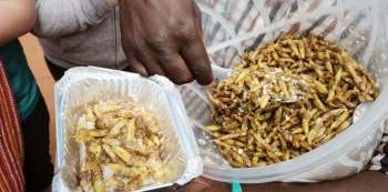 Treads Africa Unveils Nsenene And Wine Festival 2019