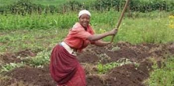 Farmers advised to prepare for cultivation as rains set in