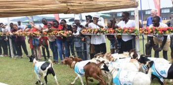 Bebe Cool's Goat, A Pass, Becomes Last At The Goat Races