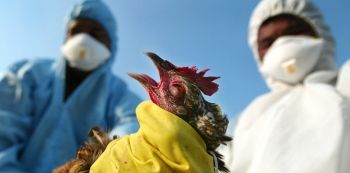 Bird Flu confirmed in Entebbe and Masaka