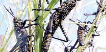 Government sets up Ministerial Committee to inform country on Locusts Daily