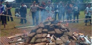 Indonesian Police Burn 3.3 Tons Of Weed; Gets Entire Town High