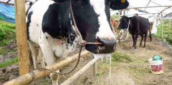 Ssembabule District seeks Presidential Intervention in Cattle Quarantine Enforcement