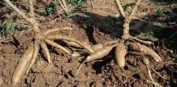 Poisonous Cassava kills two children in Pakwach
