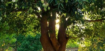 Horror as Ibanda woman hangs self on mango tree
