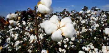 Man Arrested for stealing from a Prisons Cotton farm in Dokolo