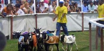 Goat Races Proceeds To Build Toilets In City Slums