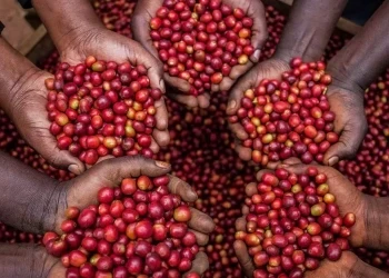 Coffee Exports Surge to $186M in Record-Breaking November