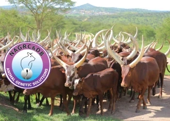 NAGRC&DB Develops High-Milk-Yielding Pure Ankole Dairy Cattle at Nshaara Conservation Ranch.
