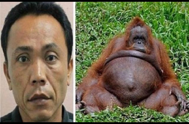 Zoo Keeper Mercilessly Bonks Female Ape, Impregnants It