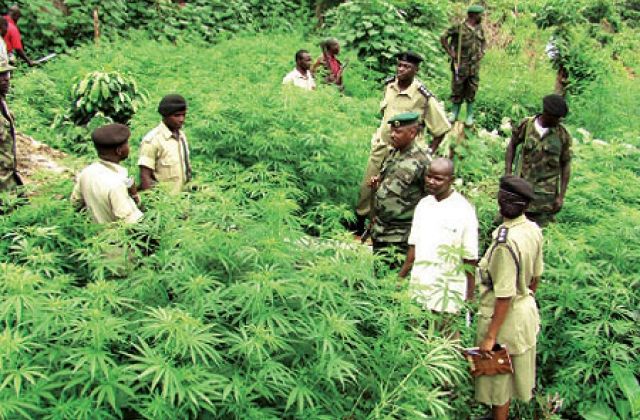 38 Rounded up in Masaka as Police Cracks down on Drug users