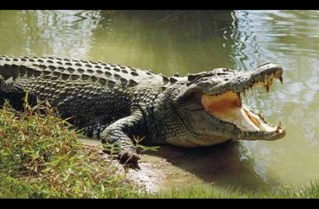 Police Marines, residents hunt for crocodile which killed boy in Mayuge district