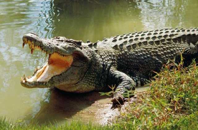 Body parts of teenager who was mauled by crocodile in Mayuge retrieved