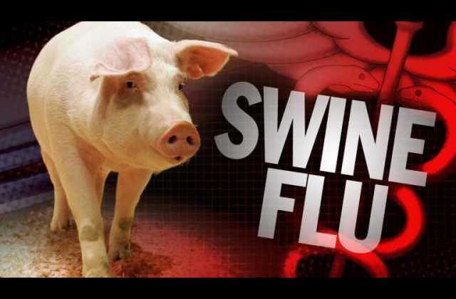 Panic as Kisoro district confirms Swine flu outbreak, bans movement of pigs