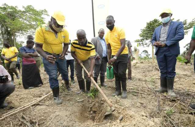MTN Restores 50 Hectares of Forest Cover in Masaka as it Continues to Deepen its Roots in Uganda