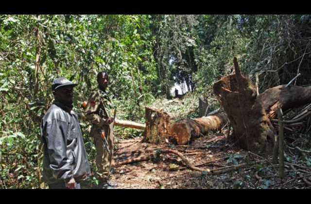 Companies, Individuals to lose land as NFA moves to reclaim forest land