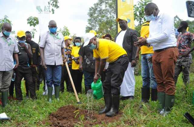 MTN Restores 50 Hectares of Forest Cover in Kibaale district as it Continues to Deepen its Roots in Uganda