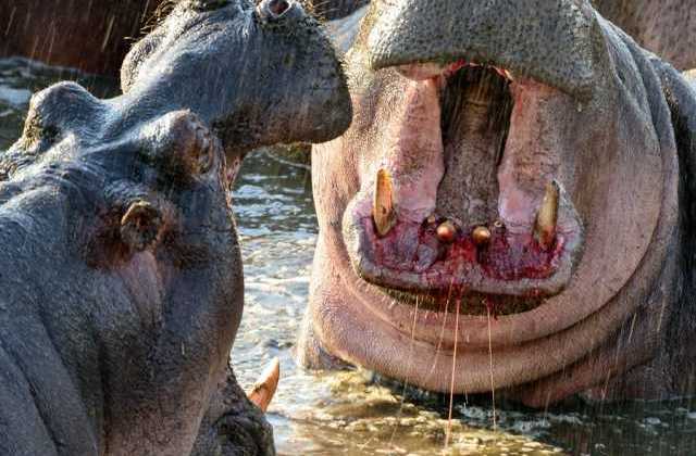 Teenagers killed by Hippo on Lake Kijjanebarola