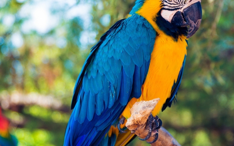 Congolese National convicted for possession of parrots