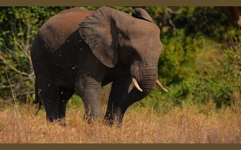 Resident killed by elephant in his own garden 