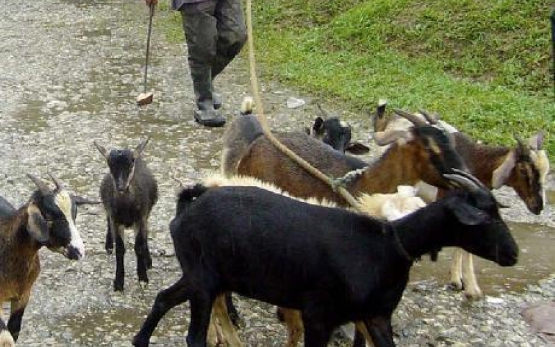 Shock as stolen goats are found in the home of LC1 chairman